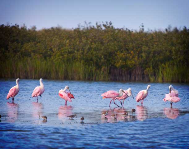 Rockport-Fulton, Texas